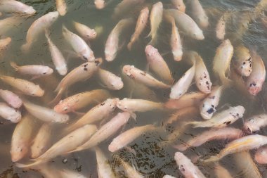 Renkli dekoratif balıklar suni bir gölette yüzerler, yukarıdan görünürler.
