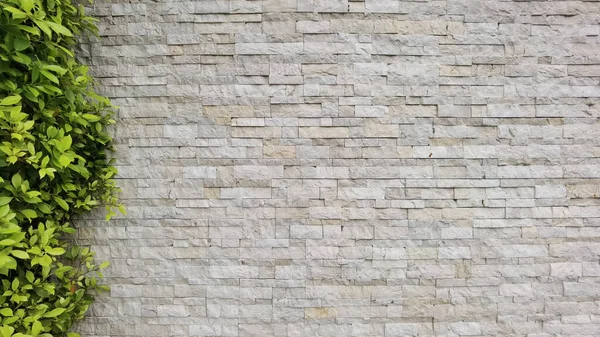 Крупным Планом Зеленые Листья Каменной Стене Коричневая Мозаика Плитки Фона — стоковое фото