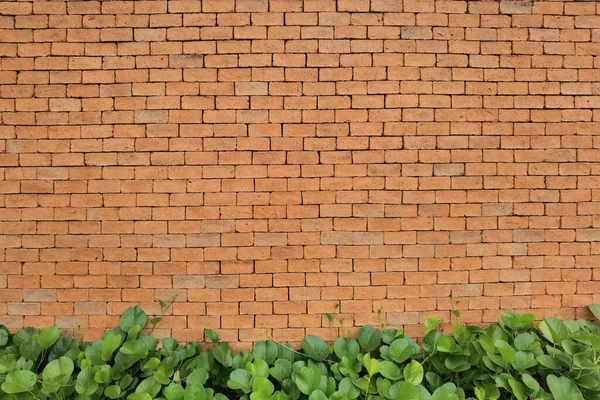 close up of green leaves on brick wall for background