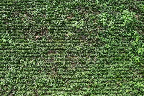 Bijzonderheden Aard Van Achtergrond — Stockfoto