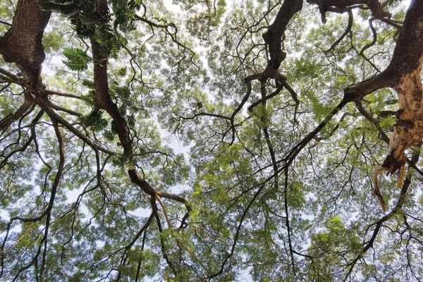 Landschaft Der Große Baum Mit Naturhintergrund — Stockfoto