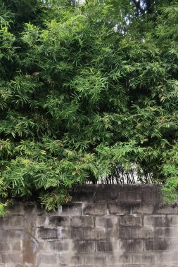 Kirli gri beton arka planlı bambu ağacı