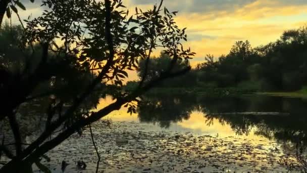 Прекрасний Вид Озеро Лісі Тлі Заходу Сонця — стокове відео
