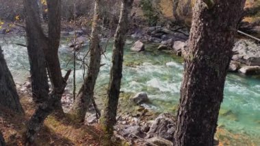Ormanda temiz su olan dağ nehri. Kuzey Kafkasya 'nın manzarası ve doğası