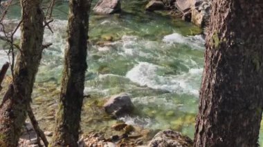 Ormanda temiz su olan dağ nehri. Kuzey Kafkasya 'nın manzarası ve doğası