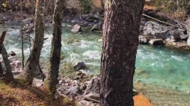 Ormanda temiz su olan dağ nehri. Kuzey Kafkasya 'nın manzarası ve doğası