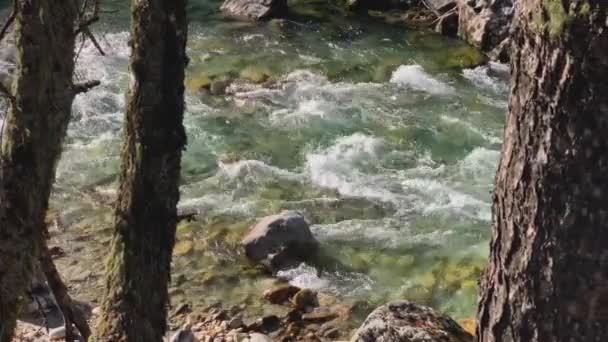 森の中で澄んだ水と山の川 北コーカサスの景観と自然 — ストック動画
