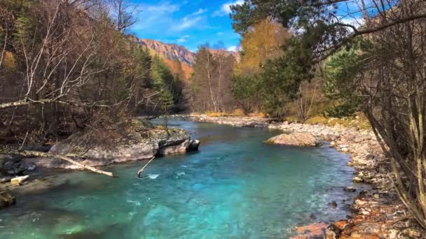 Fiume Montagna Con Acqua Limpida Nella Foresta Paesaggio Natura Del — Video Stock