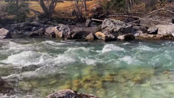 Hegyi Folyó Tiszta Vízzel Erdőben Észak Kaukázusi Táj Természet — Stock videók