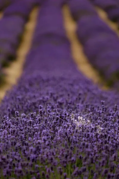 Vit Lavendel Ett Fält Lila Lavendel Södra London Med Kort Royaltyfria Stockbilder