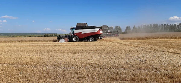 Concepto Cosecha Maíz Combine Cosechadora Campo Agrícola —  Fotos de Stock