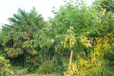 Çeşitli ağaçlarla çevrili güzel yeşil park.