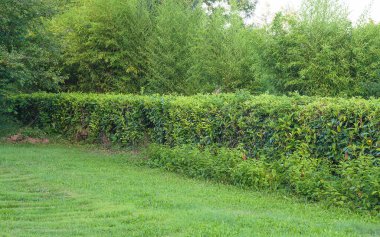 Bambu ağaçlı güzel yeşil park