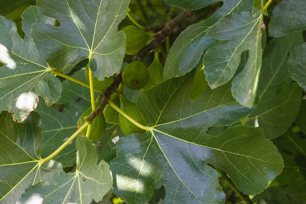 Fig Fruits Green Leaves — Stock Photo, Image