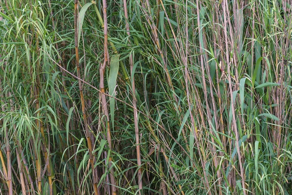 Green Reeds Stems Background — Stock Photo, Image