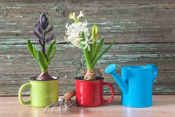 Bahar bahçıvanı konsepti; Kupalardaki genç sümbül çiçekleri