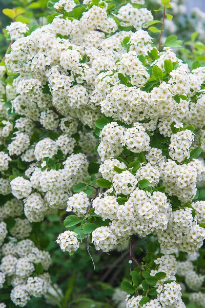 Όμορφη Ανθισμένη Σπιρέα Spiraea Cantoniensis Meadowsweets — Φωτογραφία Αρχείου