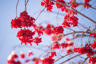 Güzel kırmızı viburum böğürtlenleri mavi gökyüzüne karşı taze karla kaplı.