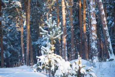 Güneşli bir günde büyük çam ağaçlarıyla kaplı güzel kış manzarası.