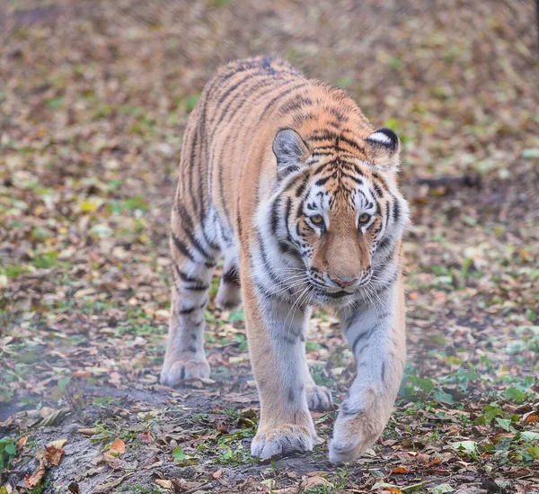 Tigre Sibérien Amour Grand Chat Sauvage Marchant Pour Vous Rencontrer — Photo