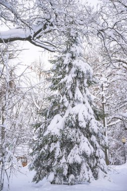 Taze karla kaplı köknar ağacıyla güzel kış manzarası 
