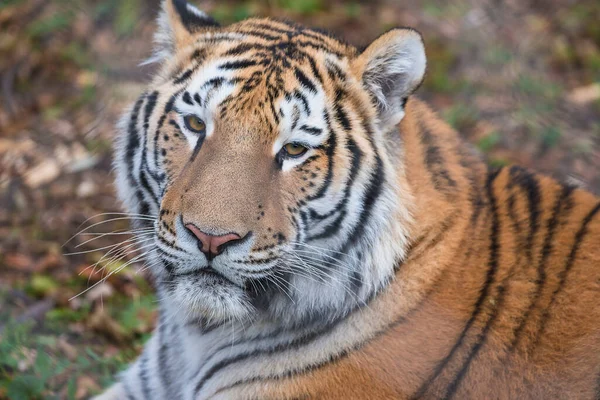 Portret Pięknego Amura Lub Tygrysa Syberyjskiego Największego Dzikiego Kota Świecie — Zdjęcie stockowe