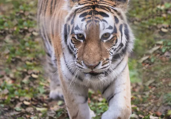 Portrait Beautiful Siberian Amur Tiger Biggest Wild Cat World Close — Stock Photo, Image
