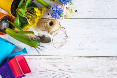 Bahar bahçıvanlığı kavramı; mavi ve pembe sümbül çiçekleri, sarı primula, bahçe aletleri