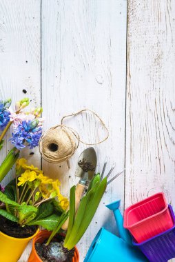Bahar bahçıvanı konsepti; mavi ve pembe sümbül çiçekleri, sarı primula