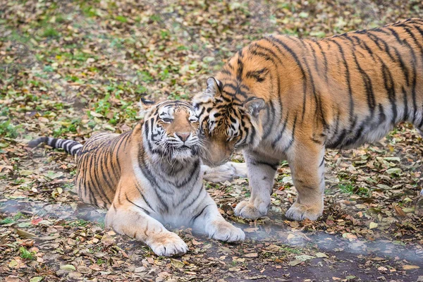 Dwa Tygrysy Amurskie Lub Syberyjskie Największe Dzikie Koty Świecie — Zdjęcie stockowe