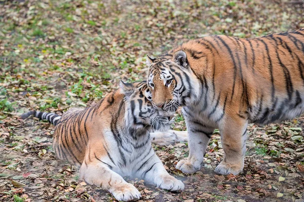 Two Amur Siberian Tigers Biggest Wild Cats World — Stock Photo, Image