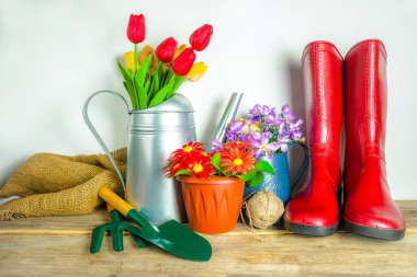 Bahar bahçıvanlığı kavramı; kırmızı lastik bot, sulama tenekesinde bir buket lale, bahçe aletleri. 