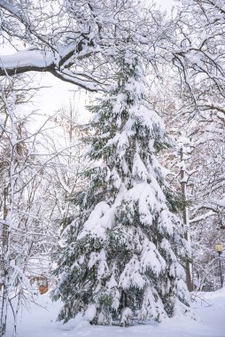 Taze karla kaplı köknar ağacıyla güzel kış manzarası 