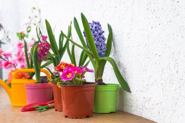 Bahar bahçıvanı konsepti; Primula çiçekli saksılar, sümbüller 