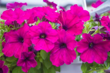 Mor çiçek açan petunya çiçekleri kapanıyor