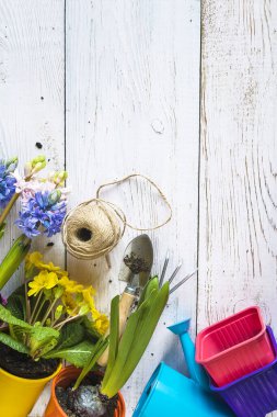 Bahar bahçıvanı konsepti; mavi ve pembe sümbül çiçekleri, sarı primula, bahçe malzemeleri