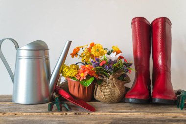 Bahar bahçıvanlığı kavramı; kırmızı lastik bot, metalik sulama kutusunda bir buket lale, saksıda çiçekler ve bahçe aletleri.