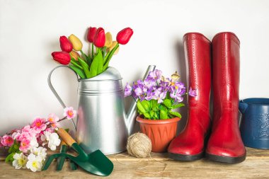Bahar bahçıvanlığı kavramı; kırmızı lastik çizmeler, metalik sulama kutusunda bir buket lale, saksıda çiçek, ahşap masa üzerinde bahçe aletleri beyaz arka planda;