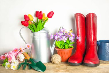 Bahar bahçıvanlığı kavramı; kırmızı lastik çizmeler, metalik sulama kutusunda bir buket lale, saksıda çiçek, ahşap masa üzerinde bahçe aletleri beyaz arka planda;