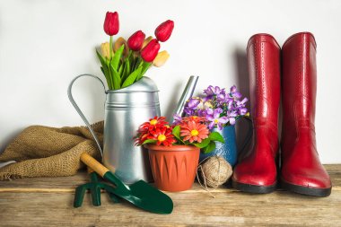 Bahar bahçıvanlığı kavramı; kırmızı lastik bot, metalik sulama kutusunda bir buket lale, saksıda çiçekler ve bahçe aletleri.