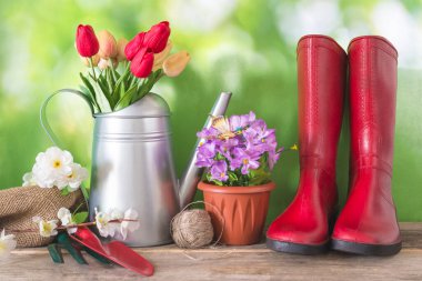 Bahar bahçıvanlığı kavramı; kırmızı lastik bot, metalik sulama kutusunda bir buket lale, saksıda çiçekler ve bahçe aletleri.