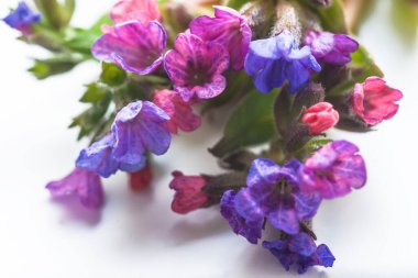 Pulmonaria officinalis, yaygın isimler ciğerotu, yaygın akciğer otu çiçekleri.