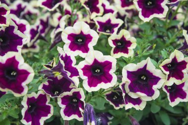 Mor çiçek açan petunya çiçekleri kapanıyor