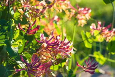 Güneş ışığına karşı lonicera caprifolium için kapat
