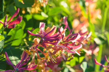 Lonicera Capriflolium 'u güneş ışığına karşı kapatın.