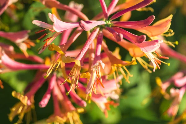 Güneş ışığına karşı lonicera caprifolium için kapat