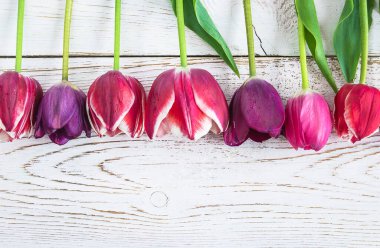 Bahar tatili geçmişi; beyaz boyalı ahşap arka planda mor laleler çerçevesi