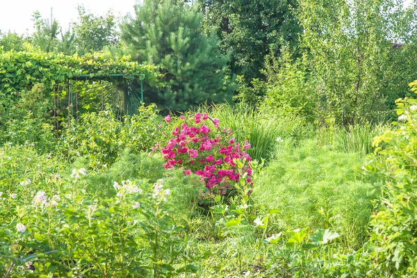 Hermoso Paisaje Jardín Verano Día Soleado Concepto Conservación Del Medio — Foto de Stock