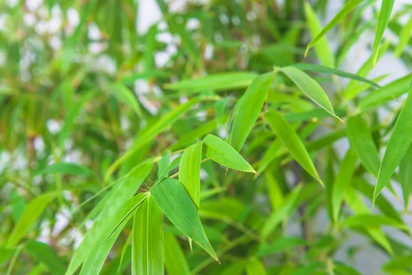 Green Bamboo Plant Close — Stock Photo, Image