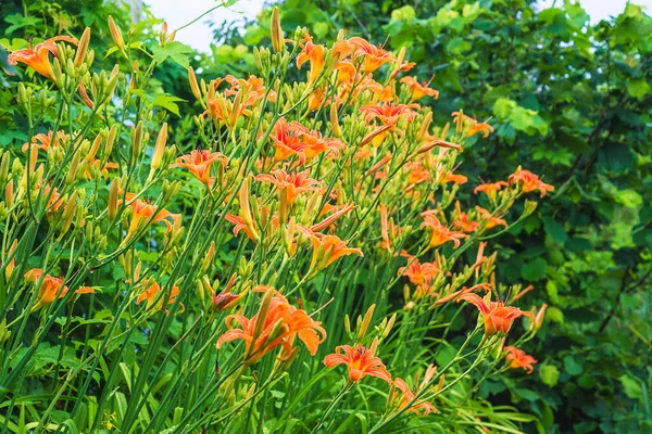 Lys Jour Orange Fleurissant Dans Jardin Été — Photo